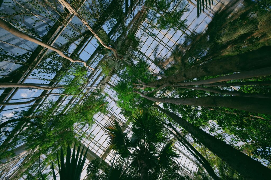 vue vers un ensemble d'arbre avec une verrière en design biophilique